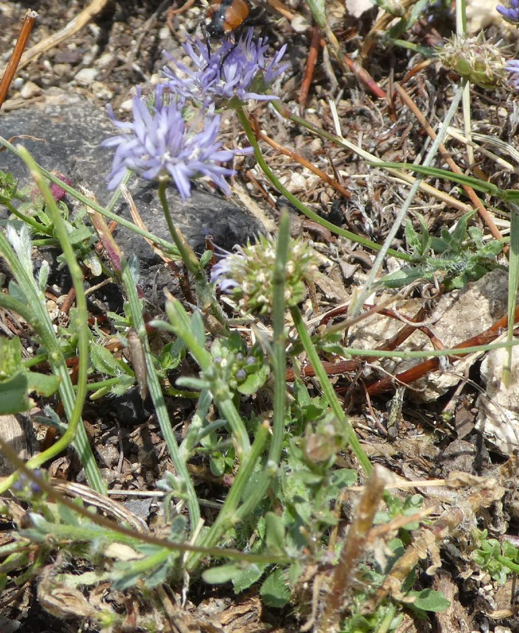 Jasione laevis / Vedovella stolonifera